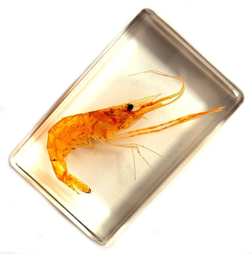 44mm Real Shrimp in Crystal Clear Lucite Resin Science Education Specimen Block - Picture 2 of 11