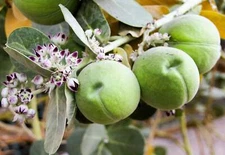 10 GIANT MILKWEED Sodom Apple Calotropis Procera Crown Flower Shrub Seeds