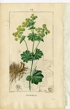 Antique Print-PL.14.-ALCHIMILLE-LADIES MANTLE-ALCHEMILLA-Turpin-Chaumeton-1814