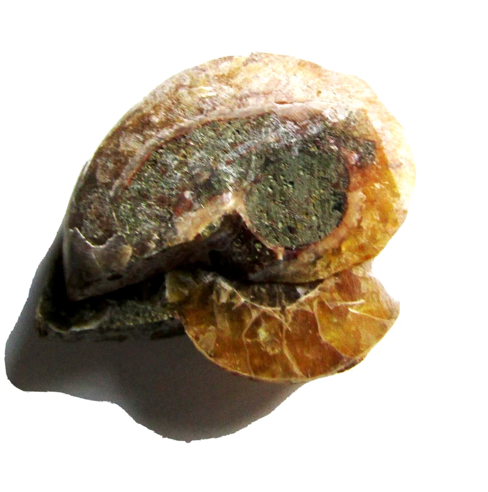 2 Amonite fossils polished - both sides of the same fossil 4 grs - Image 4 of 4