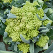 500 ROMANESCO BROCCOLI SEEDS (Brassica oleracea) - Non-GMO | Heirloom Vegetables