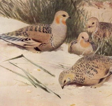 PALLA'S SANDGROUSE - Bird Antique Print Chromolithograph 1900 w Video