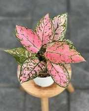 Real Pict Aglaonema Lady Valentine | Rare Pin...