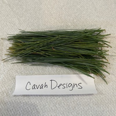 White Pine Tea Needles Organic Infusion Fresh Picked Wild Ohio Grown 6oz
