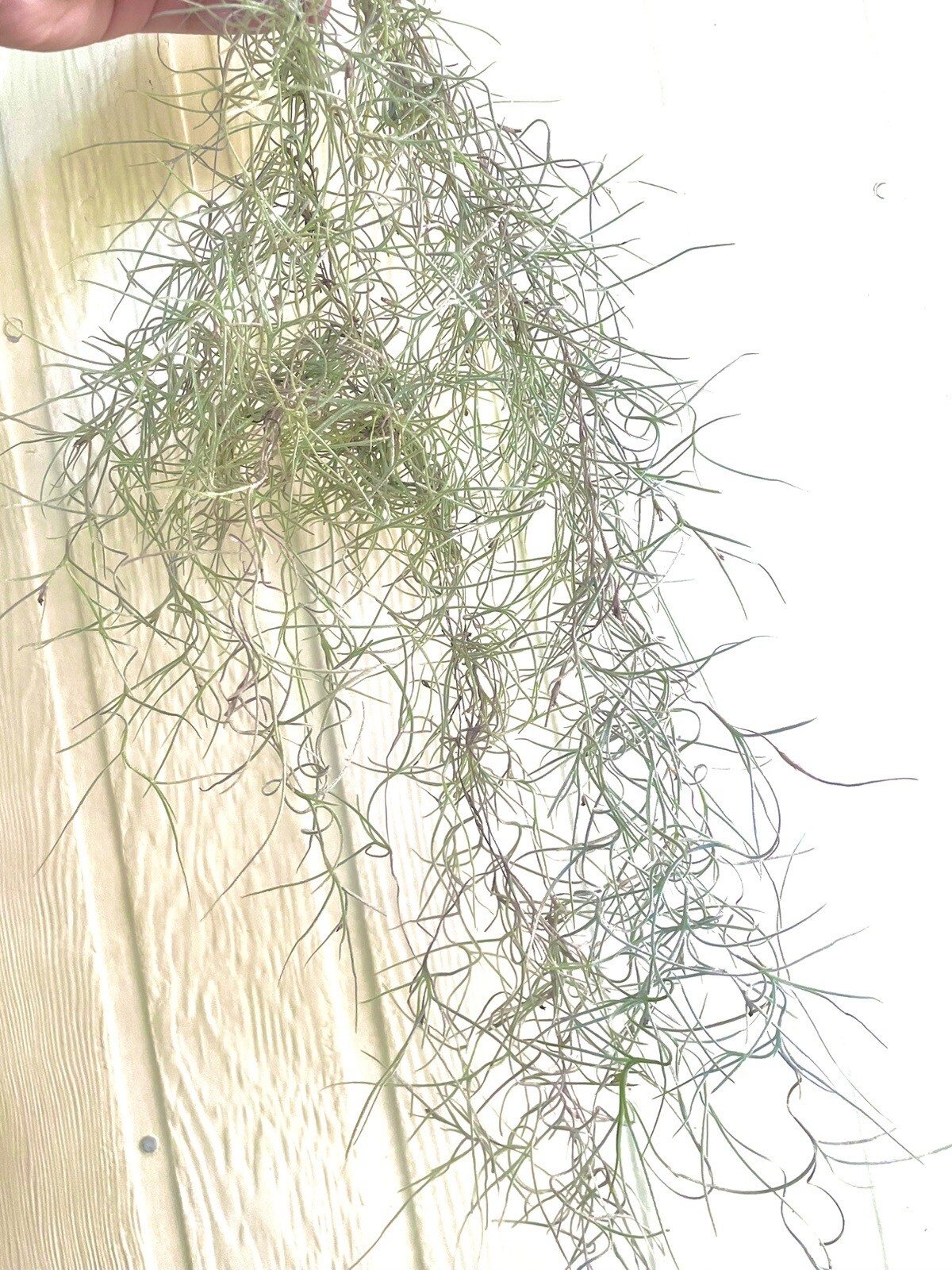 Old Man's Beard / Spanish Moss eBay