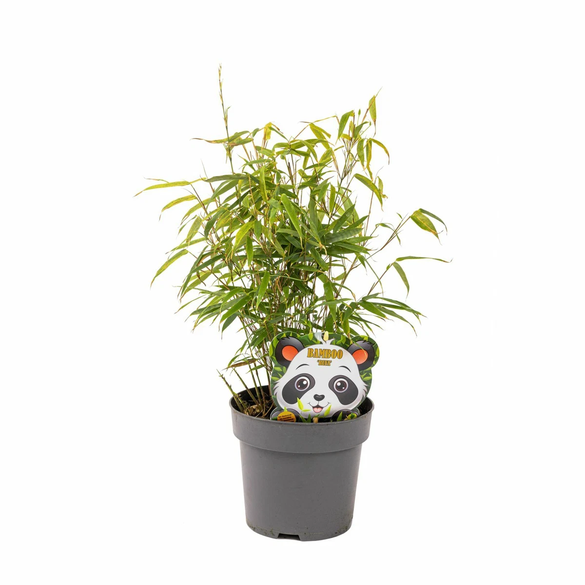 calathea inflorita SPECIAL DEAL - Calathea ornata Beauty Star