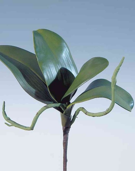 Artplants DekobläTter Phalaenopsis Orchidee Dorte, Luftwurzeln, 25Cm-image