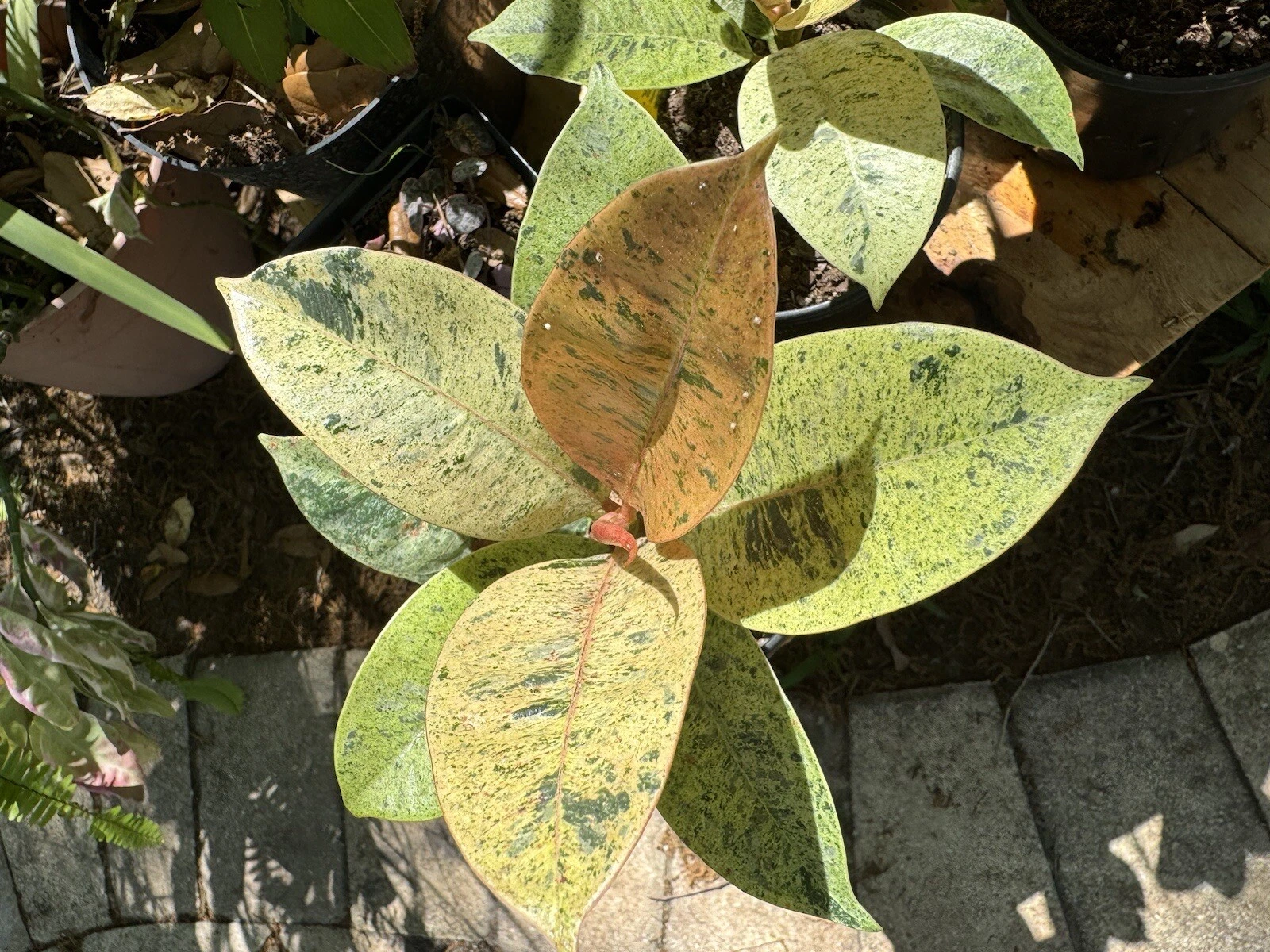 live rubber tree plant