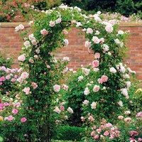 Rosenbogen Metall Massiv Breit Spalier Rankhilfe Rankgitter Gartenbogen Pergola