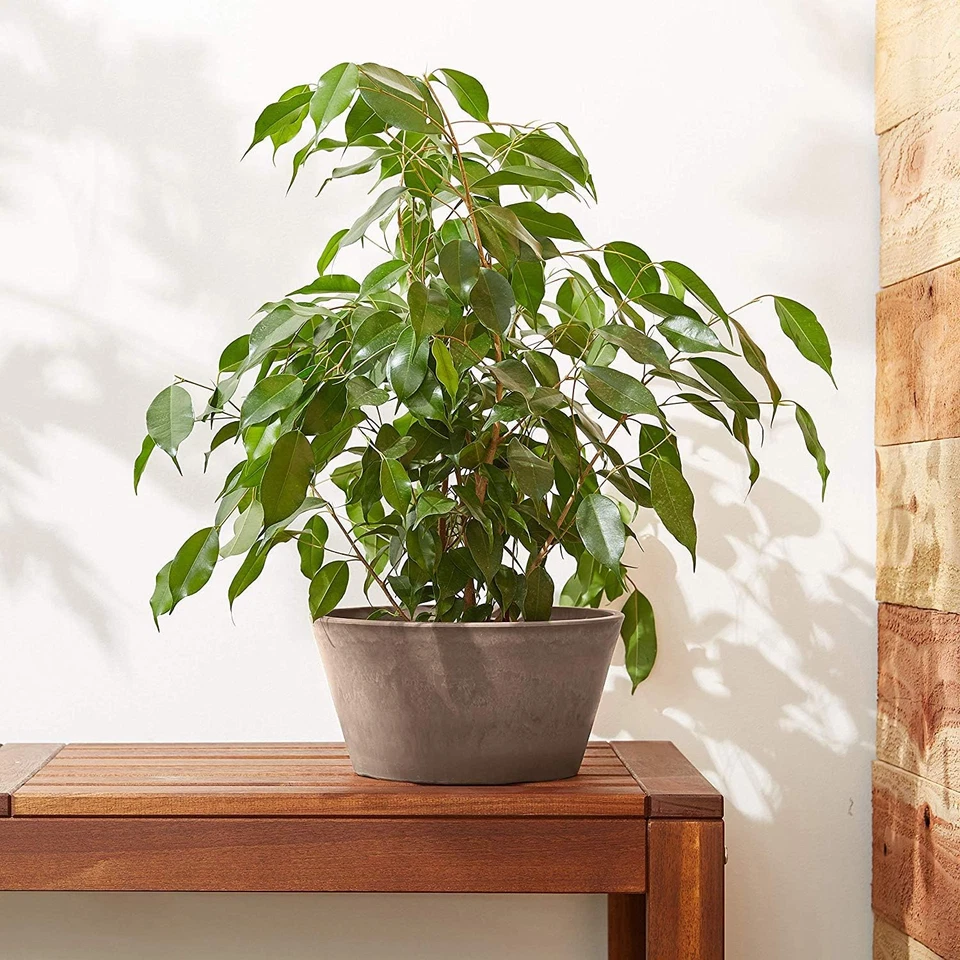 Arcadia Garden Products PSW Maceta TD25TP Colección Bombilla Poco Profunda Pan Maceta para S Foto 4 de 4