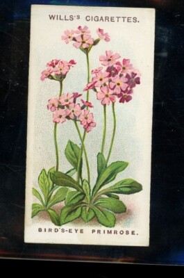 Will's Cigarettes Birds-Eye Primrose A series of 50 Alpine Flowers #44