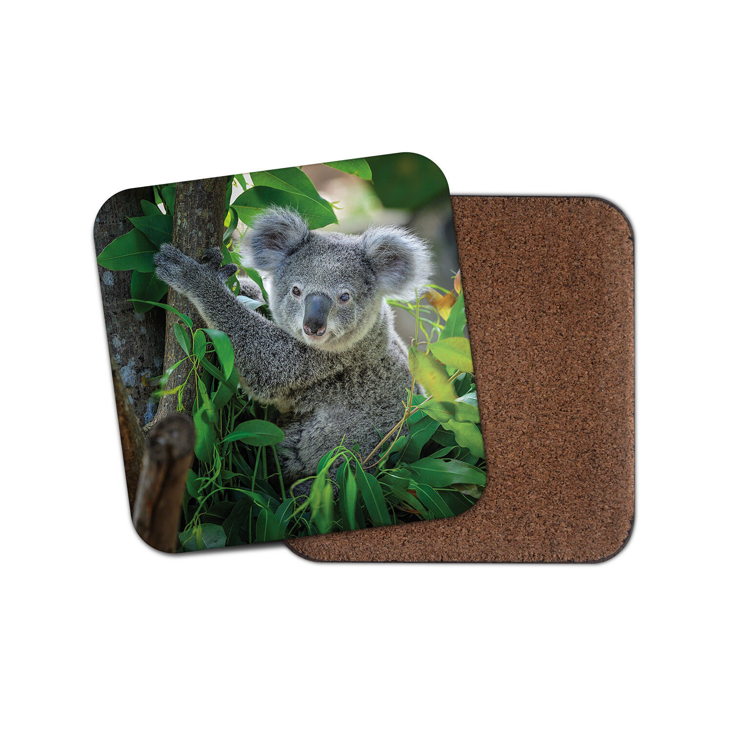 Koala Bear Coaster - Australian Australia Wild Animal Cute Outback Gift #15042 7625941664666 | eBay Koala Bear Coaster - Australian Australia Wild Animal Cute Outback Gift #15042 7625941664666 | eBay
