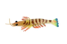 Prawn, Tiger Shrimp, Realistic Toy Figure, Model, Replica, 7" CH245 BB122