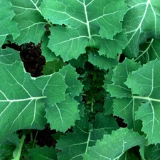 Premier (Early Hanover) Kale Seeds | Heirloom / Non-GMO | Free Shipping | 1101