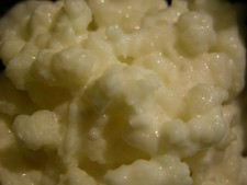 Kefir Grains-active live from local organic pasteurized milk with instructions