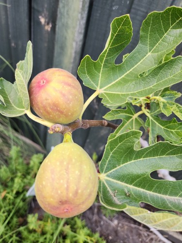 6 cuttings Healthy Organic White Adriatic Fig - Picture 10 of 13