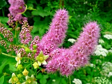 SPIRAEA DOUGLASII, 1000 SEEDS. WESTERN SPIREA, STEEPLE BUSH, WILDFLOWER