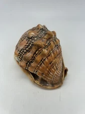 Natural Big Sea Shells Snail Wanbao Conch Helmet Shell 5”