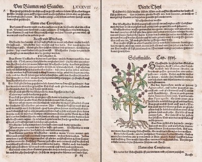 Juniper monk pepper herb book herbs herbal botany Lonitzer 1564