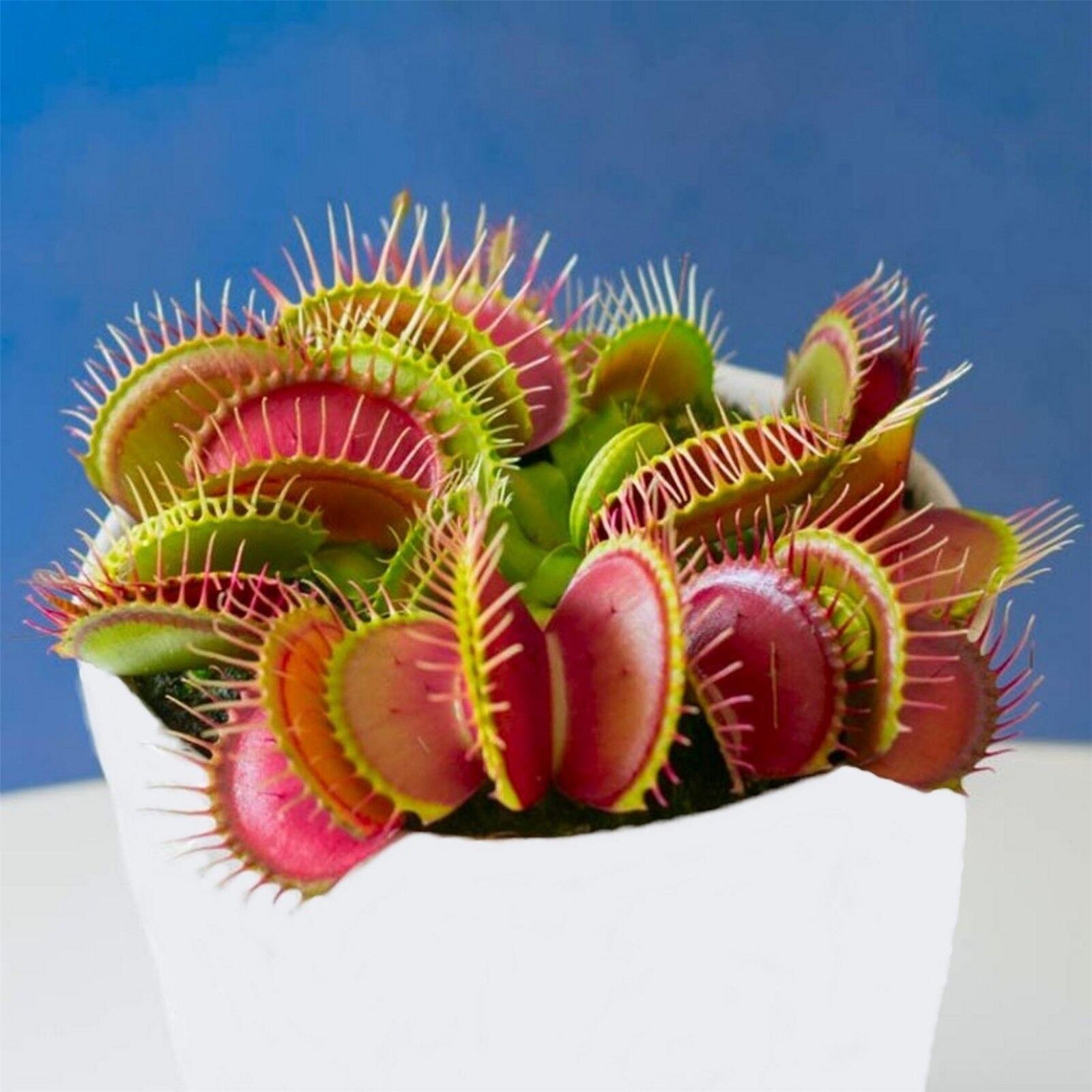 Venus flytrap - Wikipedia