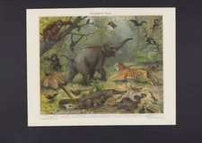 Chromo Lithograph 1909: Oriental Fauna. Orangutan Gibbon Pheasant Kalong Tig