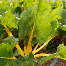 50 Yellow Stick Beet Seeds Sugarbeet Organic