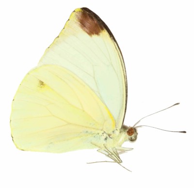 LEPIDOPTERA, PIERIDAE, NEPHERONIA ARGIA (male) from DRC