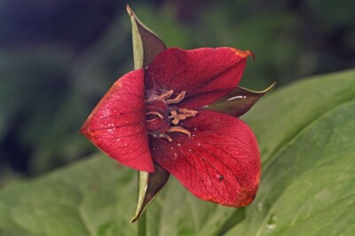trillium 5 Erectum Sulcatum Barksdale's  Furrowed Wake-robin