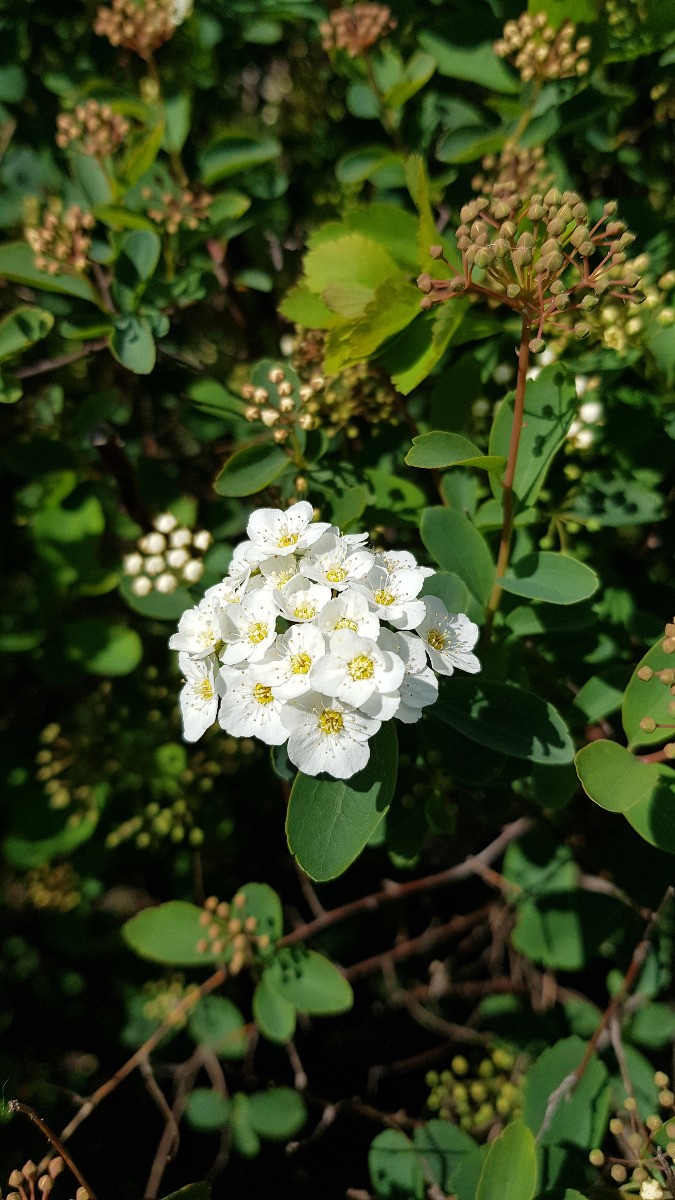 Spirée de Van Houtte Spiraea x vanhouttei en conteneur de 10L pour haie libre