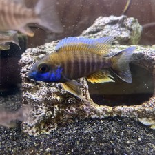 Juvi Aulonocara Jacobfreibergi Eureka Red African Peacock Cichlid 2-4 MALE USA