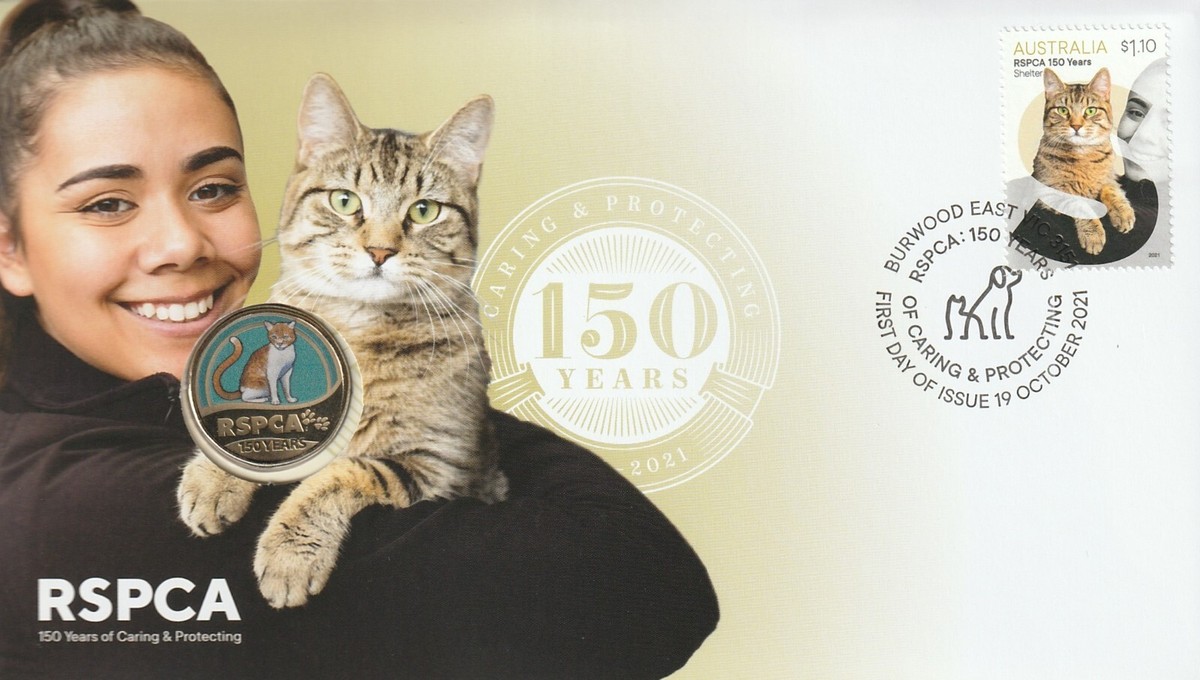 Rspca Kitten Adoption Near Me Today Rspca Little Kittens For