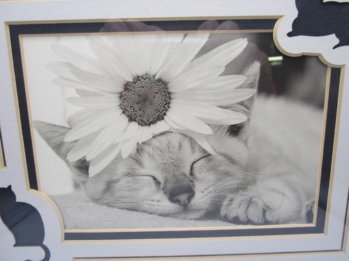 Framed Kitten Print Sleeping With flower Double Silhouette Matted Black White - Picture 2 of 3
