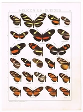 ANTIQUE PRINT VINTAGE 1924 CHROMOLITHOGRAPH INSECTS BUTTERFLY VIBRANT 79