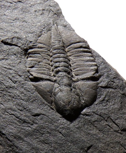 British TRILOBITE Ampyx Linleyensis ORDOVICIAN UK Fossil Palaeontology - Picture 2 of 7