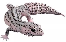 Gashapon Leopard Gecko Super Max Snow Creature Encyclopedia Sammlerstück Spie...