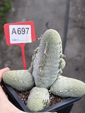 Pseudolithos migiurtinus Multi heads Succulent flowering Plants WYSIWYG 697