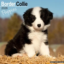 Border Collie Puppies 2026 Wall Calendar, Avonside, 11.6" x 23.2"