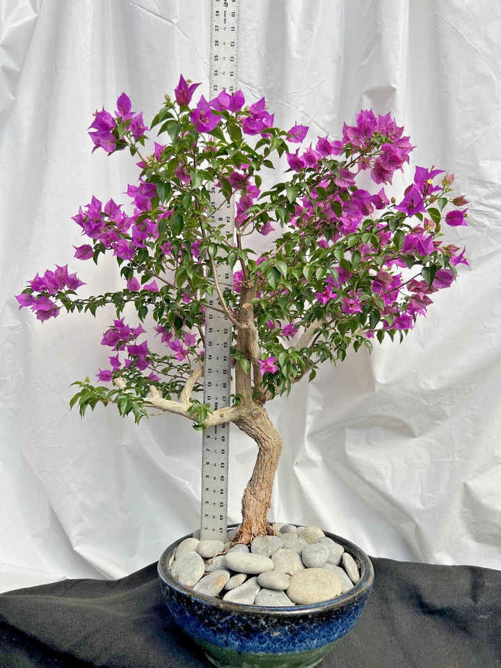 Beautiful Blooming Purple Old Live Bougainvillea Bonsai Tree Live Plant - Image 2 of 4