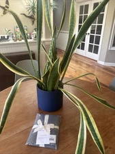 NWT- The Citizenry Organic Cotton Set Of 2 Percale Pillowcases -AGEAN - MSRP $59