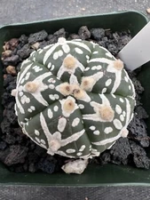 Astrophytum asterias cv. Superkabuto Five Ribs