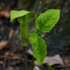arisaema products for sale | eBay