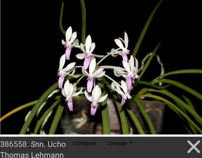 Seidenanda Ucho near blooming size vanda orchid hybrid. Vanda falcata x...