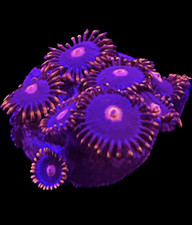 Live Coral Zoa My Clementine 6+ Polyps