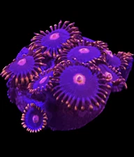 Live Coral Zoa My Clementine 6+ Polyps