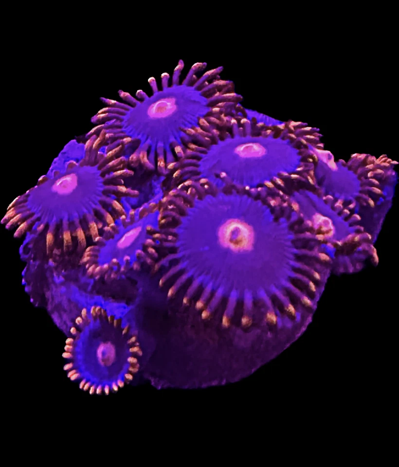CORAL AQUA CULT Live Coral Zoa My Clementine 6+ Polyps