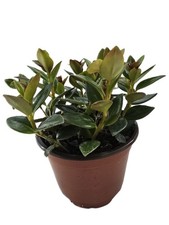 Black Goldfish Plant| Nematanthus Gregarius| Live Houseplants| In 4" Nursery Pot