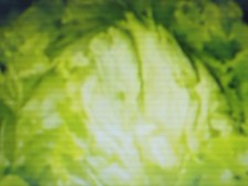500 graines de Laitue batavia ICEBERG 3 non traitées bio