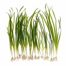 18 Plant Pack Valisnaria Vals Live Aquarium Plants