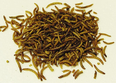 1Liter Soldatenfliegenlarven Hermetia getrocknet Koi,Reptilienfutter,Vögel,Igel