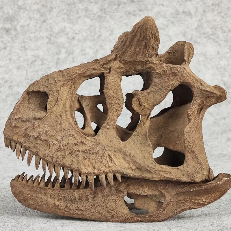 Carnotaurus fossil outlet for sale